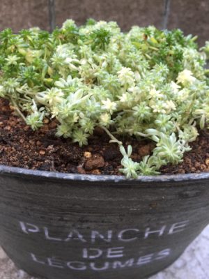 Photo by なみさん@GreenSnap