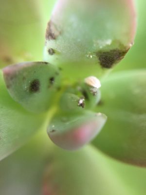 Photo by kanaさん@GreenSnap