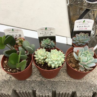 Photo by さこたすさん@GreenSnap