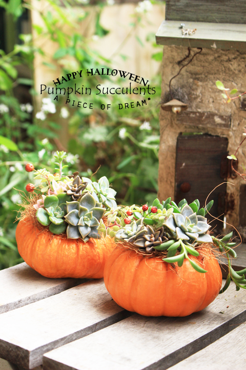 a piece of dream20161023-13