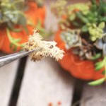 a piece of dream20161023-15