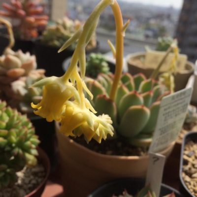 Photo by みみりさん@GreenSnap