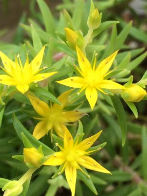可愛らしい花が咲く多肉植物をご紹介！｜🍀GreenSnap（グリーンスナップ）