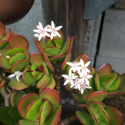 Photo by KATSUさん@GreenSnap