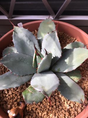 Photo by とろろさん@GreenSnap