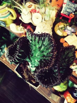 Photo by fuwari*22さん@GreenSnap