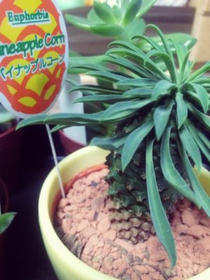 Photo by 花果さん@GreenSnap