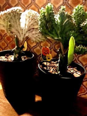 Photo by yayaco★さん@GreenSnap