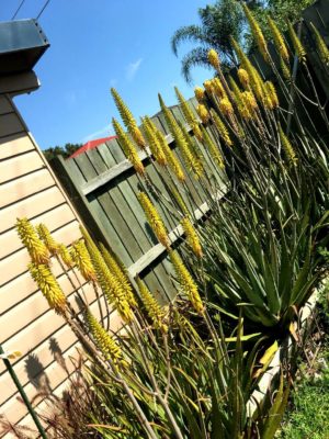 Photo by sussex Rdさん@GreenSnap