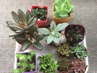 様々な種類がある多肉植物写真集の人気3選！｜🍀GreenSnap（グリーン