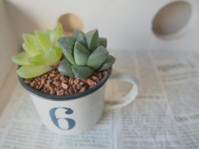 Photo by はなさん@GreenSnap