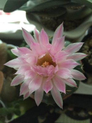 綺麗な花を咲かせるサボテンの人気3種類をご紹介！｜🍀GreenSnap