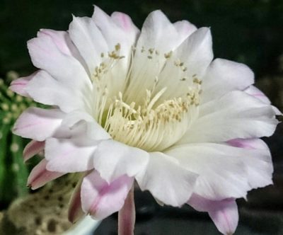 綺麗な花を咲かせるサボテンの人気3種類をご紹介！｜🍀GreenSnap