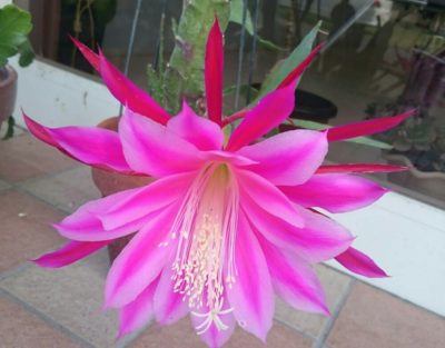 綺麗な花を咲かせるサボテンの人気3種類をご紹介！｜🍀GreenSnap