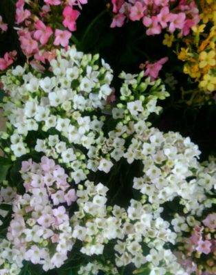 Photo by カナさん@GreenSnap