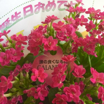 Photo by ayaさん@GreenSnap