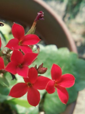 Photo by コッペさん@GreenSnap