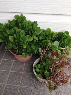 Photo by ぐろりおさnさん@GreenSnap