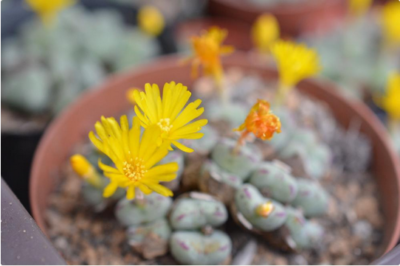 スクリーンショット 2016-10-27 9.52.26