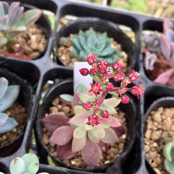 こんな可愛い花が咲くなんて♡ 秋に花を咲かせる多肉植物8選