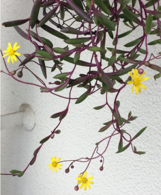 スクリーンショット 2016-10-27 10.05.30