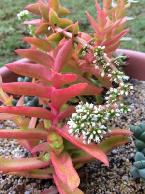 Photo by ☆のん☆さん@GreenSnap