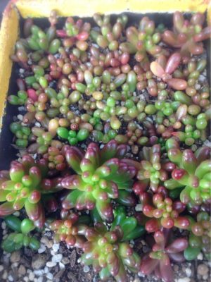 Photo by グリコさん@GreenSnap