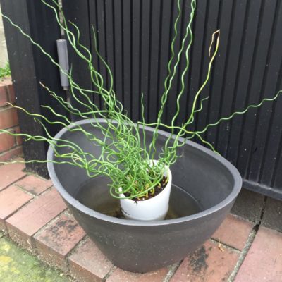 Photo by junsanさん@GreenSnap