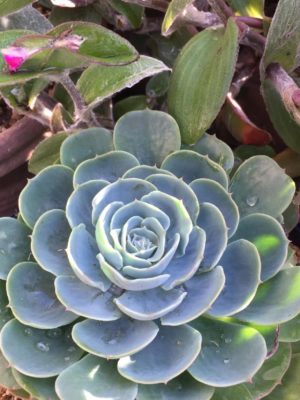 Photo by yopipiさん@GreenSnap