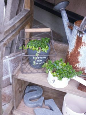 Photo by ひーちゃんさん@GreenSnap