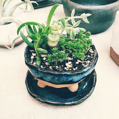 Photo by 陶laboプランツ部さん@GreenSnap