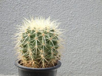 Photo by nicoさん@GreenSnap