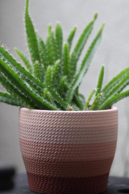 Photo by kurageさん@GreenSnap