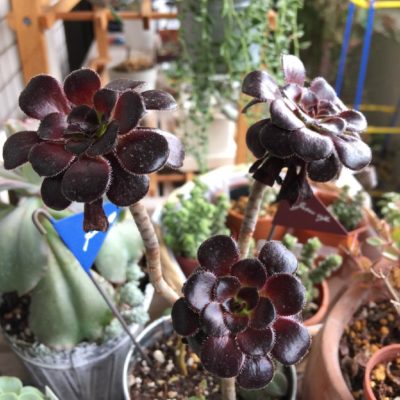 Photo by ましりゅさん@GreenSnap