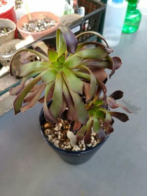 Photo by 碧空さん@GreenSnap