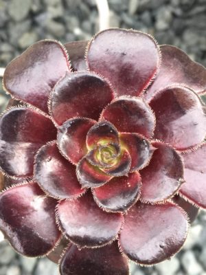 Photo by ともさん@GreenSnap