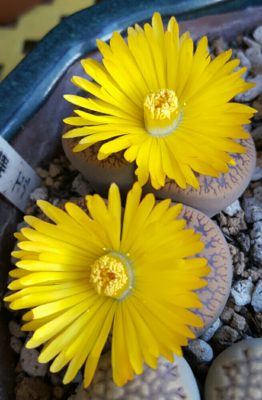 Photo by チッチさん@GreenSnap