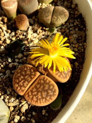 Photo by ティナさん@GreenSnap