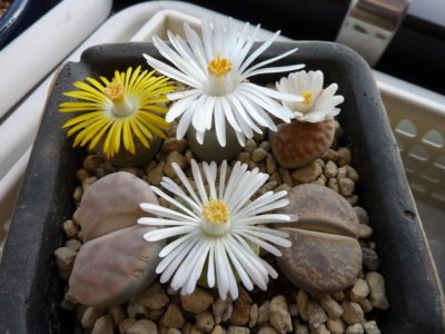 Photo by 寡黙で。さん@GreenSnap