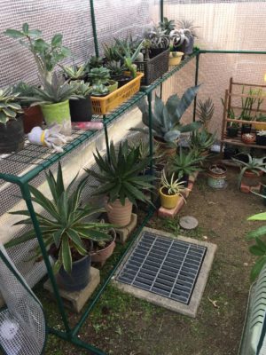 Photo by はんぺんさん@GreenSnap