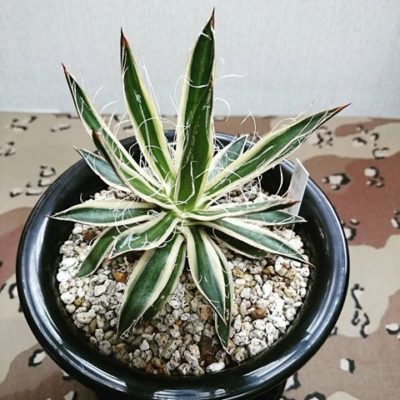 出典元：Instagram