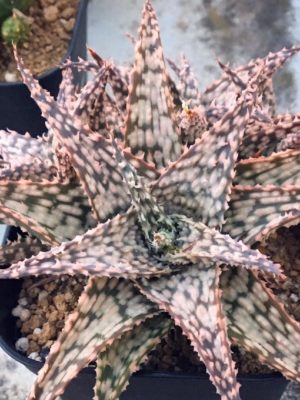 Photo by TMさん@GreenSnap