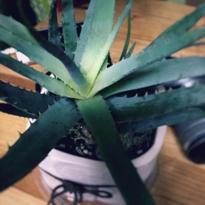 Photo by adomiさん@GreenSnap 