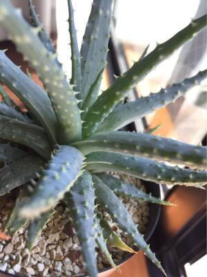 Photo by sumeshiさん@GreenSnap