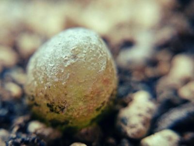 Photo by blue frogさん@GreenSnap