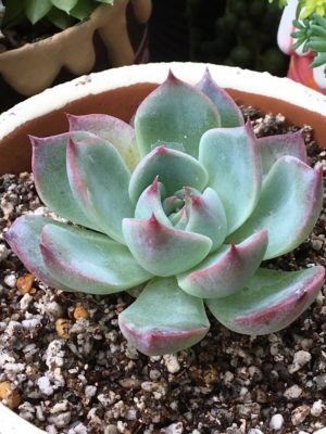 Photo by genki358686さん@GreenSnap