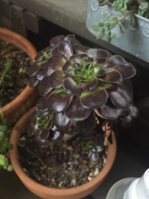 Photo by yosdpalさん@GreenSnap