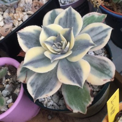 Photo by osakoさん@GreenSnap