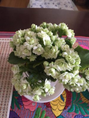 Photo by こけちゃんさん@GreenSnap