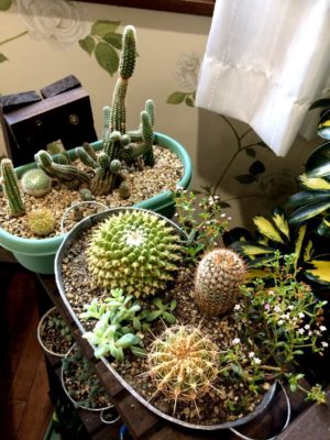 Photo by chouchouさん@GreenSnap